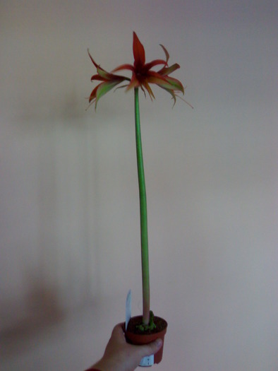 Hippeastrum cybister 'Merengue' - Hippeastrum 2009-2010