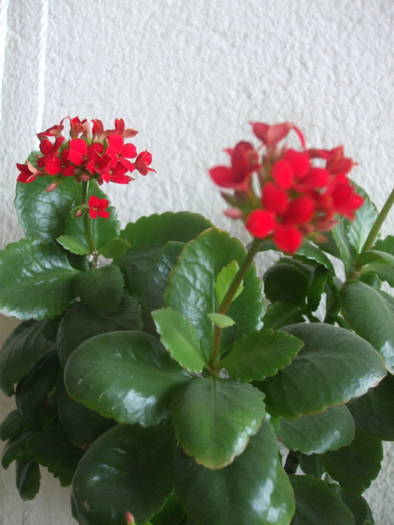 DSCF3810 - kalanchoe