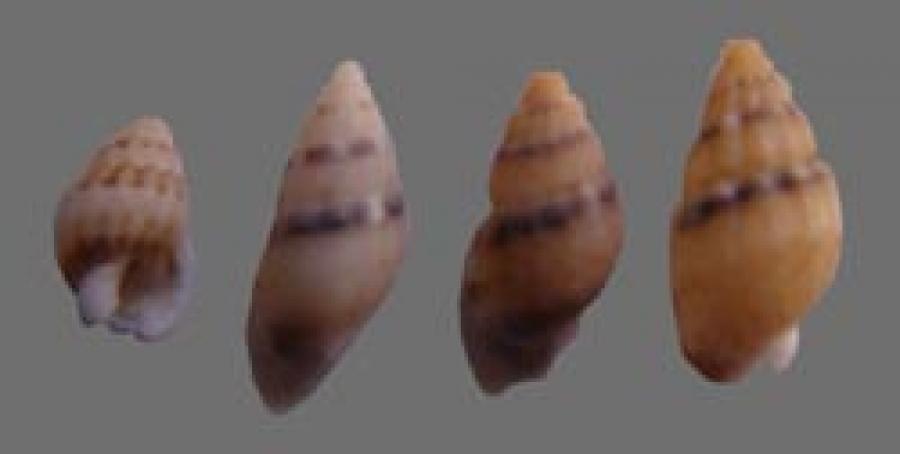 Shell126