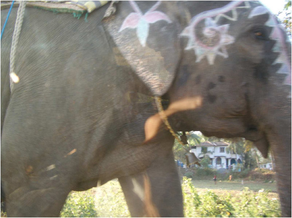 06-elefant - elefanti