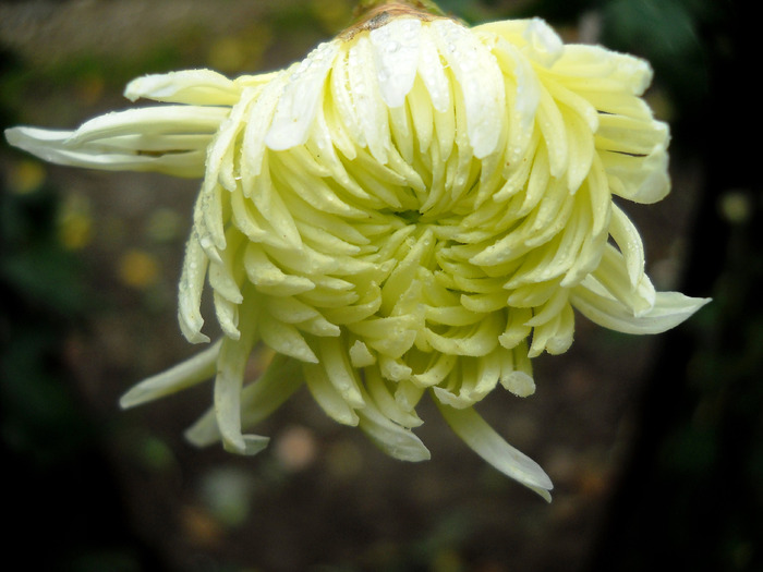 Picture 167 - flori dragute