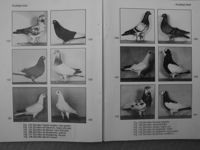 farmecul columbofiliei- bonatiu 097 - Carti despre Porumbei - - Books about Pigeons
