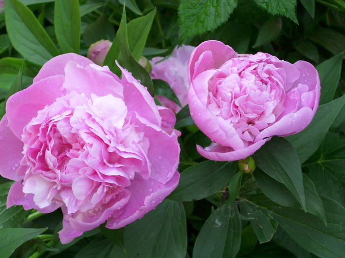 DSCI0998 - flori din gradina mea