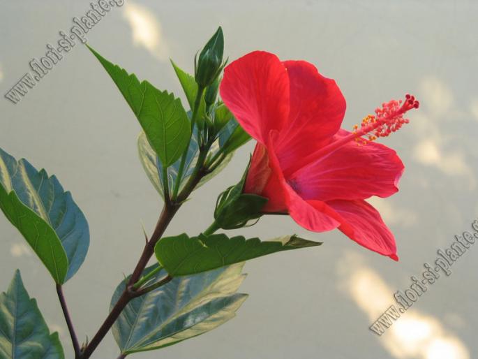 Hibiscus rosu simplu1 - Hibiscus