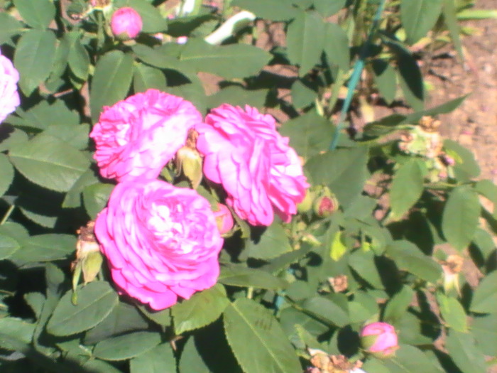 PIC_3600 - Trandafiri 2009