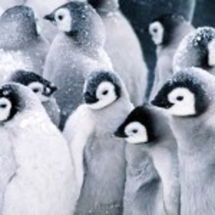 poze_animale_salbatice-pinguini-3-150x150[1]