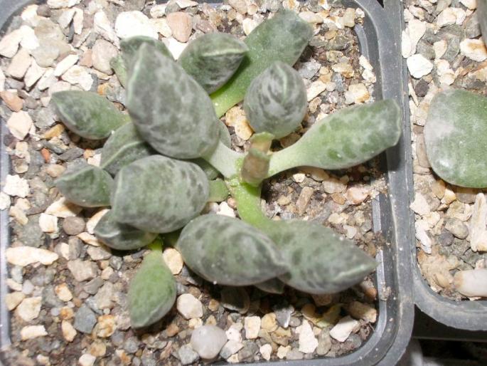 Re-exposure of IMGP6415 - Suculente