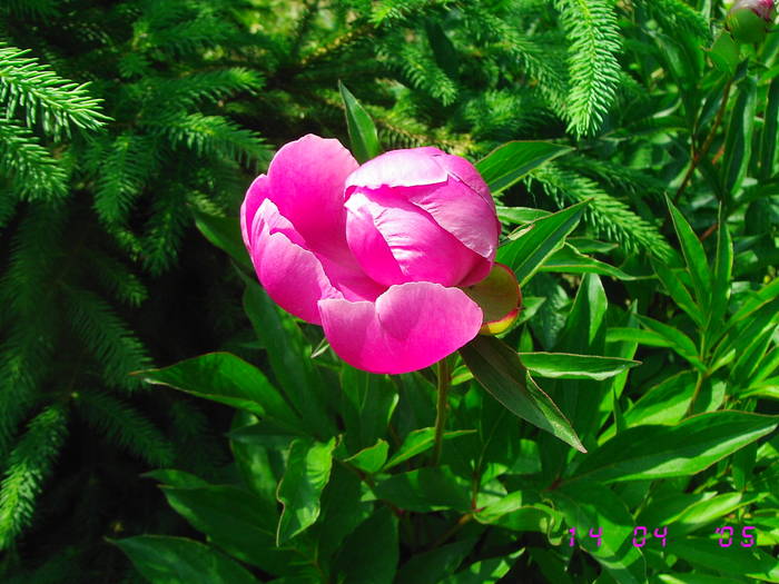 Bujori roz - Bujori