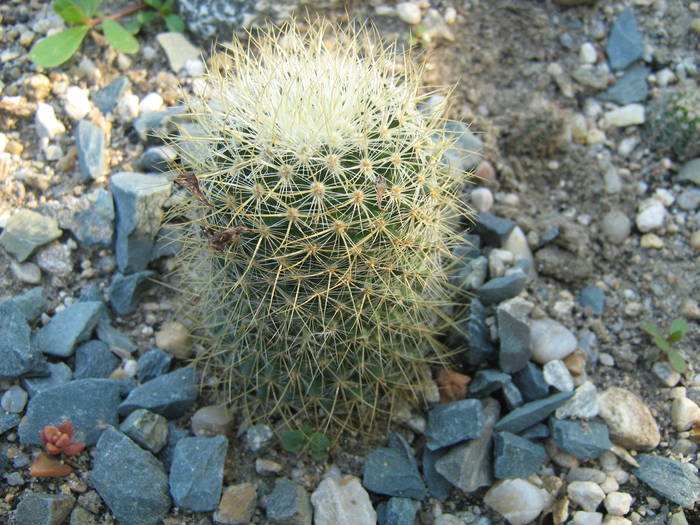 IMG_8136 - Cactusi la mosie 17 iunie 2009