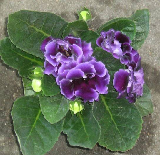 allegro purple - gloxinii