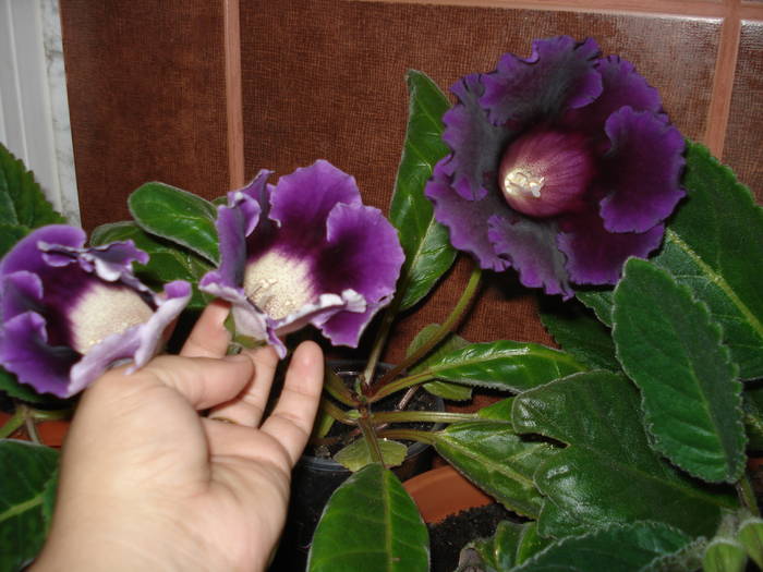 gloxenie albastra - flori - violete si gloxenii