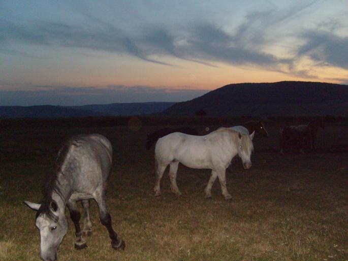 Sura si manza - CAI RASA PERCHERON