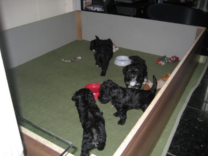 Dupa 38 zile - Cateii