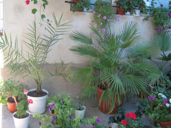 palmieri - flori diverse
