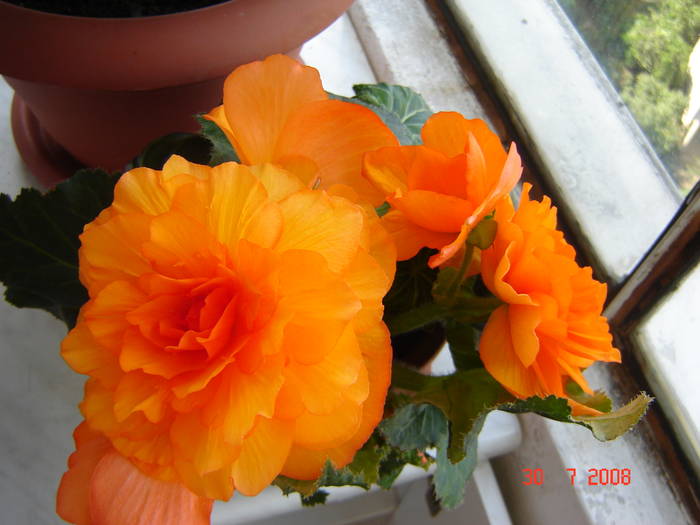DSC02251 - flori