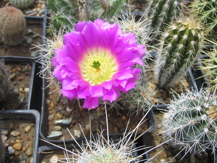 Echinocereus penthalophus