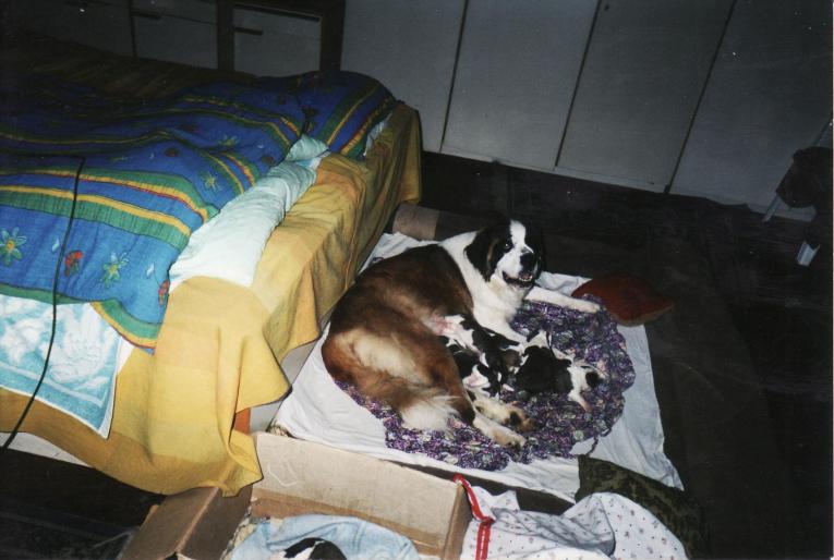 saint-bernand-pui 2002-bufy
