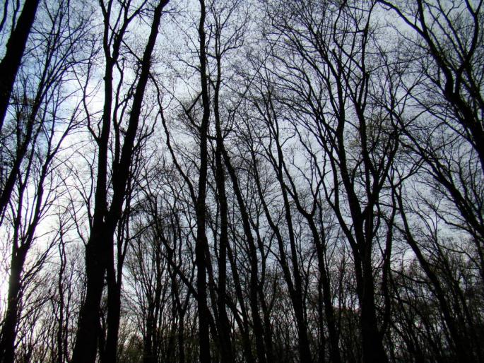 DSC02728 - 2008-03-22 - La padure-Baneasa