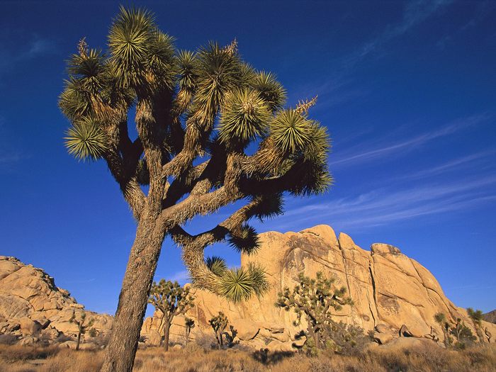 Joshua Tree, Joshua Tree National Park, California