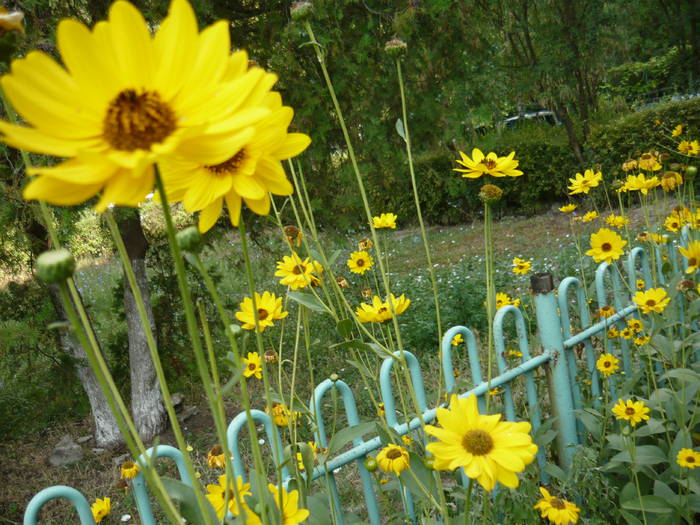 16 mai 2009 137
