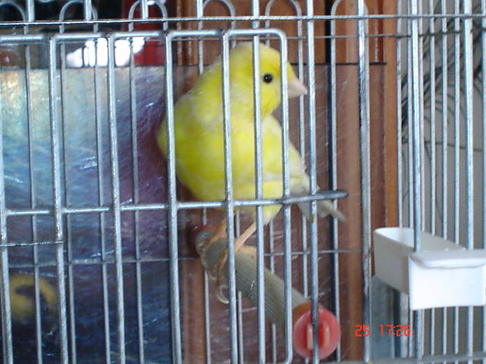 DSC02230 - PASARI CARE NU LE MAI AM - CANARI