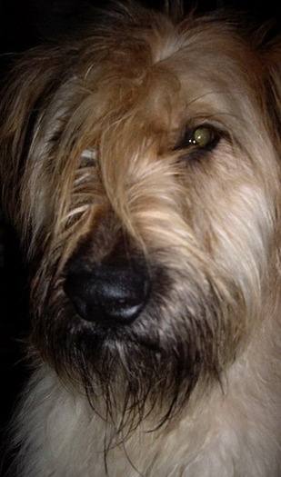 Briard Yvo - BRIARD Ciobanesc de BRIE