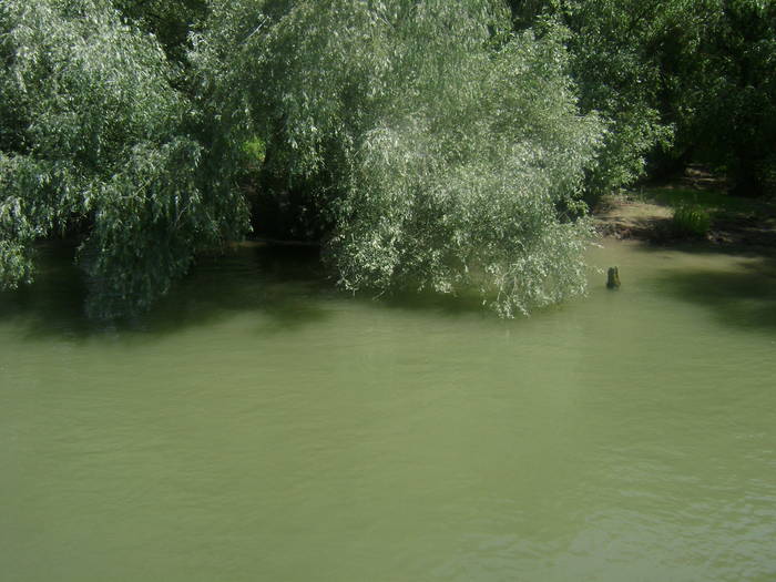 excursie delta dunarii 5062009 072 - EXCURSIE  in DELTA