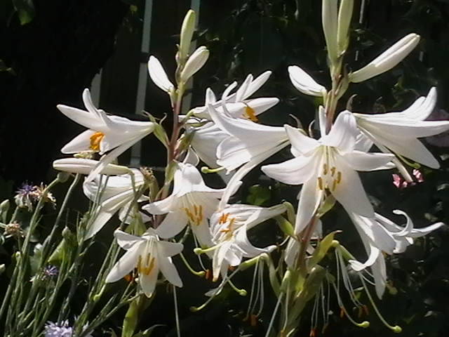 Picture 081
