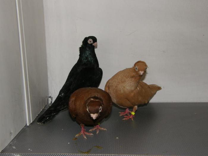 Picture 036 - jucatori de constanta