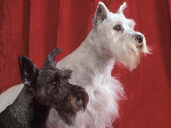 Schnauzers Wallpaper_ Poze Schnauzers_ Imagini caini Schnauzers - avatare