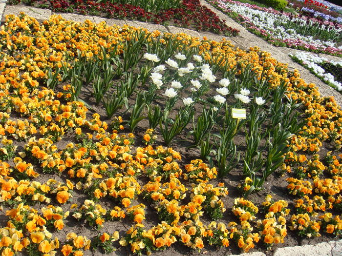 330 - Balchik 20 aprilie 2009
