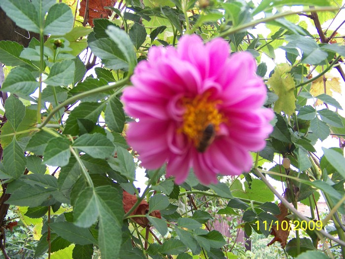 100_2805 - Toamna in curte  Timisoara