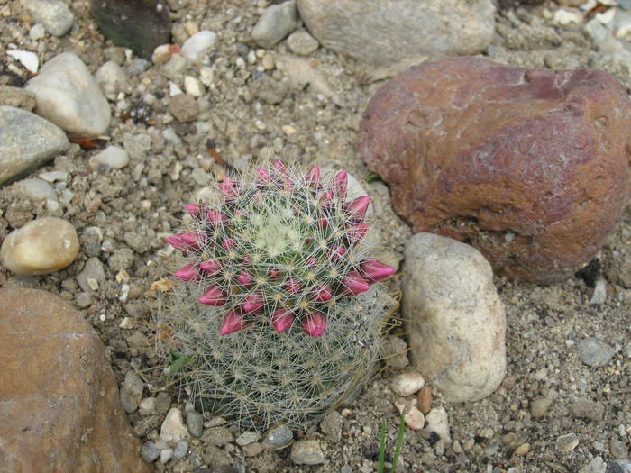 IMG_4863 - Cactusi la mosie aprilie 2009
