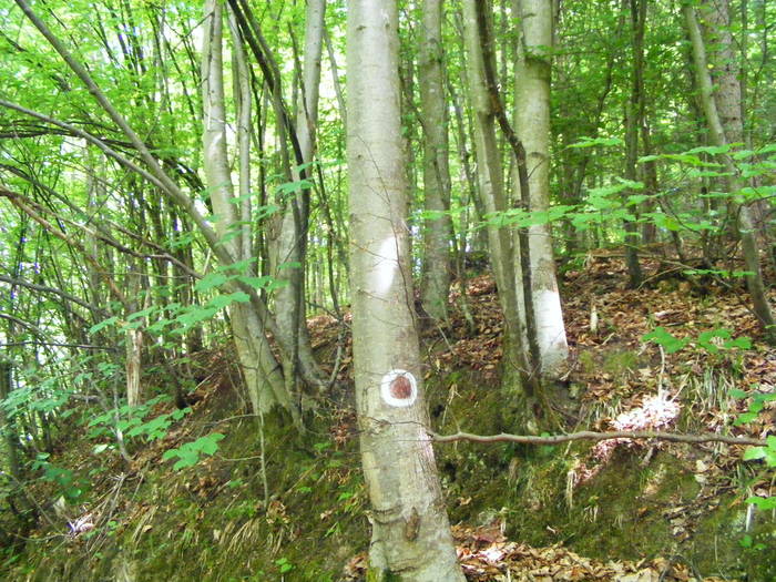 DSCF1021 - Pestera cu Oase  poiana Botizii 22 mai 2009
