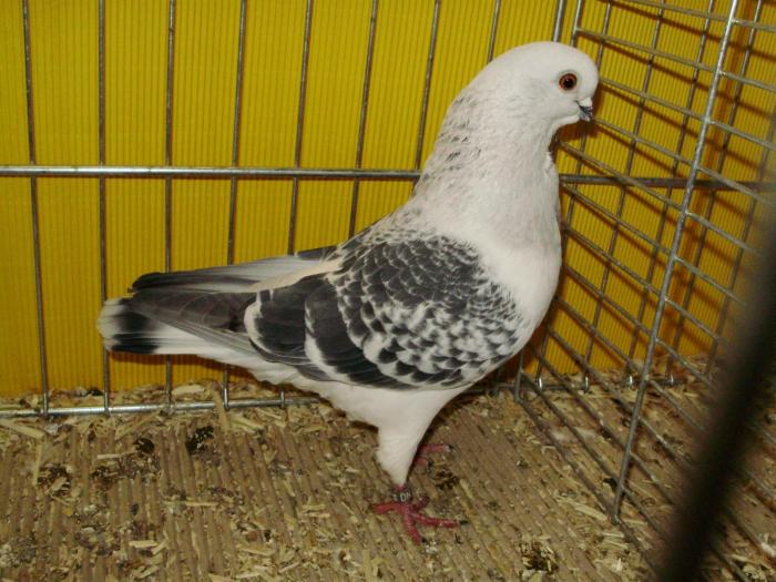 13734 itowl ice 1 - 1505 partea 6