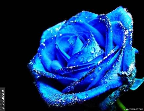 trandafir_albastru_1 - flori