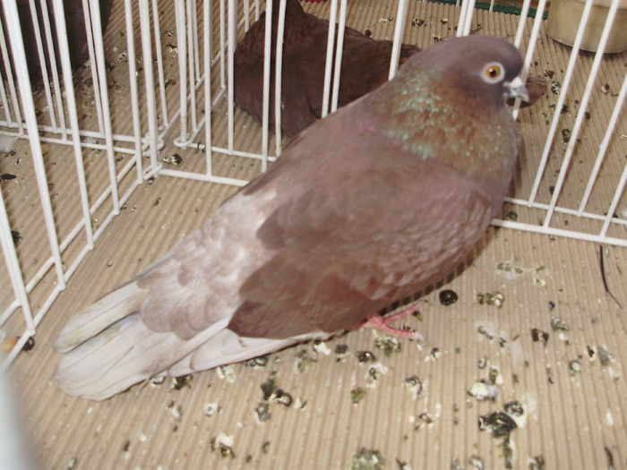 rosu tgv 4