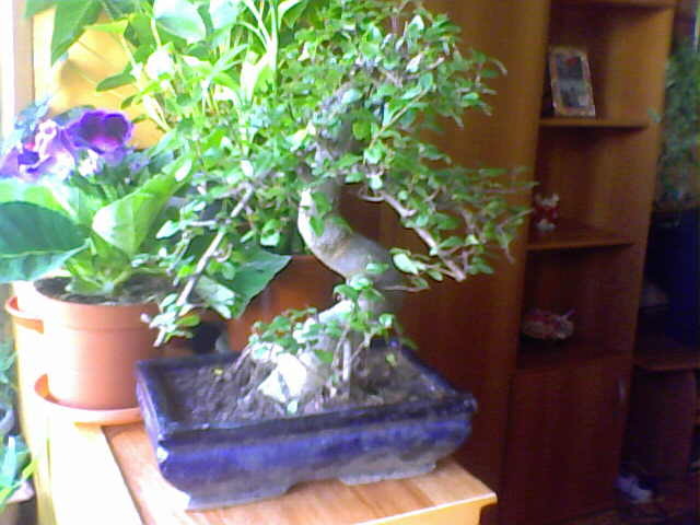 Picture 015 - BONSAI