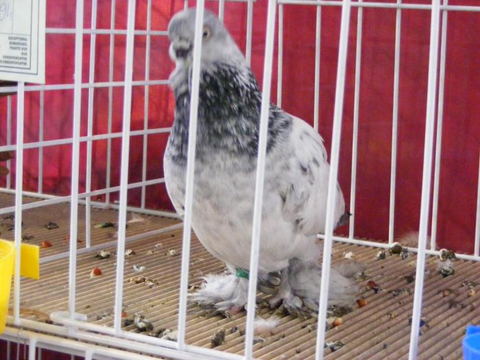 DSCF5657 - expozitia nationala de ornament decembrie  2008