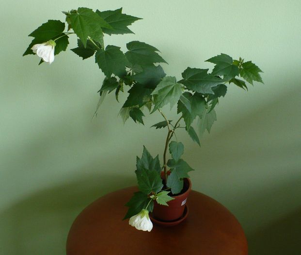 P1180049 - ABUTILONI