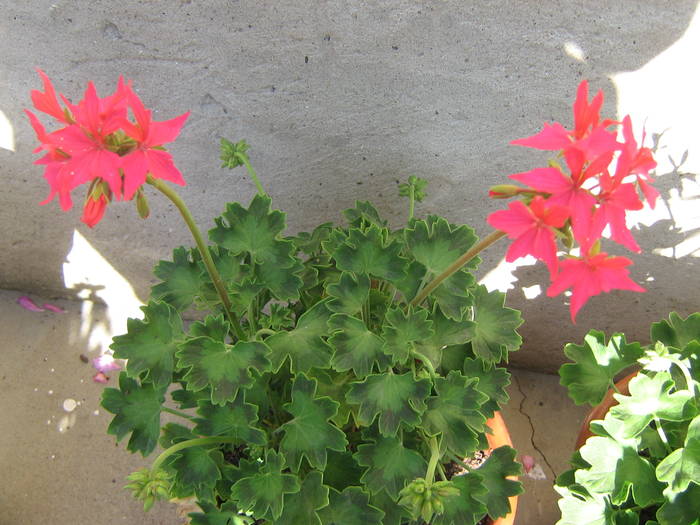 18 mai 111 - muscate 2009