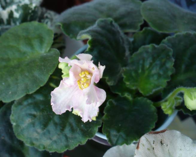 Irish Maiden - Saintpaulia - violete de camera