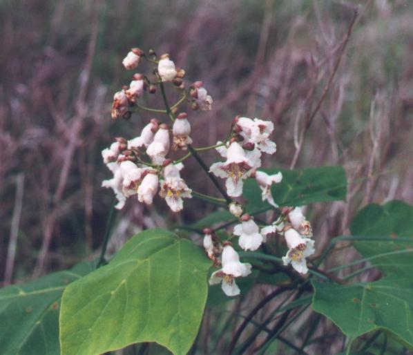 CATALPA BIGNONIOIDES.1 - Plante foioase