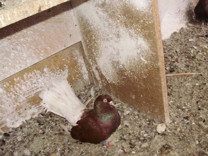 P9061371 - 1709 Marian Anghel