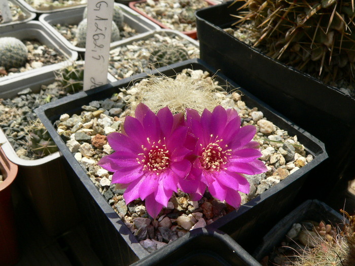 sulcorebutia_hertusii(gerosenilis) - genul Rebutia