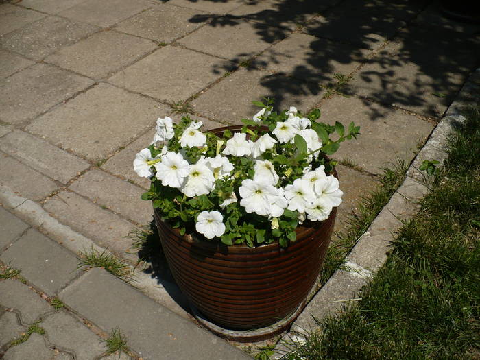 P1120039 - Herastrau 2009 mai 10