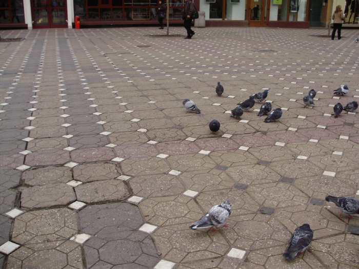 P9040150 - 18g Timisoara