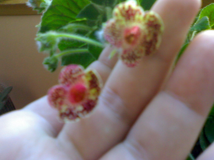 Kohleria Bibbi -flori august 2009 - Kohleria 2009