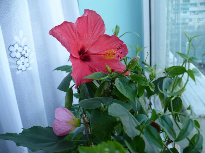 P1080163 - HIBISCUSI
