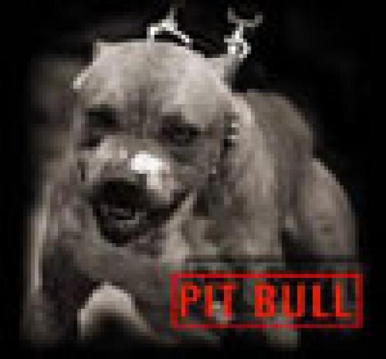 mad_pitbull - camelutza 3000